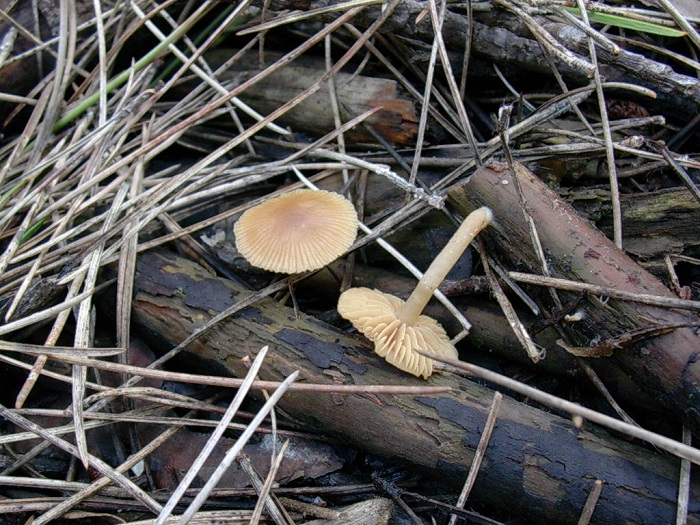 601 Marzo vecchio ritrovamento